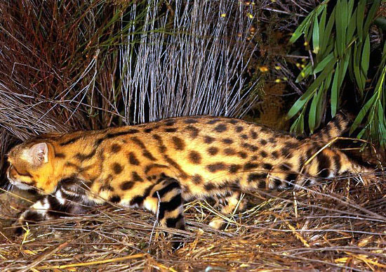 The Black-Footed Cat lives in Africa and is very tiny