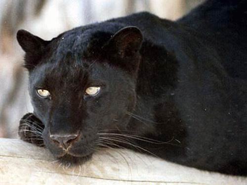 Black panther, a melanistic jaguar, leopard or cougar or puma