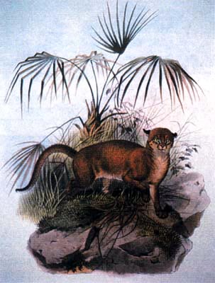 The Bornean Bay Cat