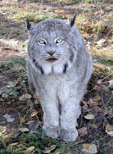 The Canadian Lynx, Lynx canadensis, with tufted ears