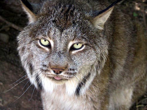 The Canadian Lynx, Lynx canadensis, with tufted ears