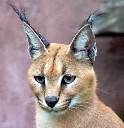 The caracal, unique cat with tall tufted ears