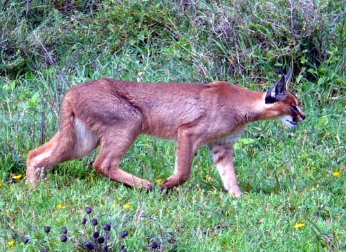 The caracal, unique cat with tall tufted ears