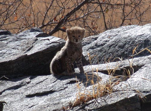 The cheetah, long, lean, explosively fast, highly inbred and in extreme danger of extinction