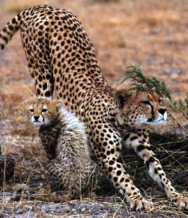 The cheetah, long, lean, explosively fast, highly inbred and in extreme danger of extinction