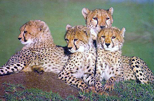 The cheetah, long, lean, explosively fast, highly inbred and in extreme danger of extinction