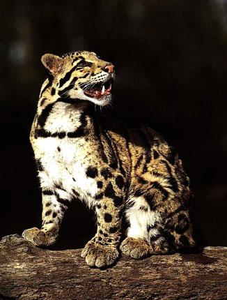 The Clouded Leopard is one of most unusual and beautiful of the wild cats.