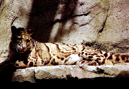 The Clouded Leopard is one of most unusual and beautiful of the wild cats.