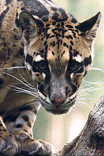 The Clouded Leopard is one of most unusual and beautiful of the wild cats.