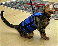 Espen's marble Bengal in her cat walking jacket, a unique soft sided security harness especially for cats and kittens of all sizes!