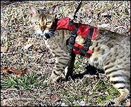Grace in her cat walking jacket, a unique soft sided security harness especially for cats and kittens of all sizes!