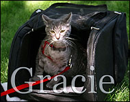 Gracie in her cat walking jacket, a unique soft sided security harness especially for cats and kittens of all sizes!