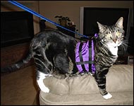 Samson in his cat walking jacket, a unique soft sided security harness especially for cats and kittens of all sizes!