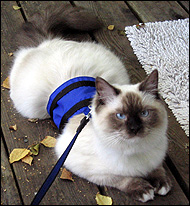 Sir Richard in his blue cat walking jacket, a unique soft sided security harness especially for cats and kittens of all sizes!
