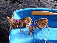 Aslan and Loki are two F3 Savannah kittens from Foothill Felines who love their cat walking jackets and going boating!