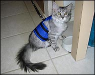 Susi in her cat walking jacket, a unique soft sided security harness especially for cats and kittens of all sizes!