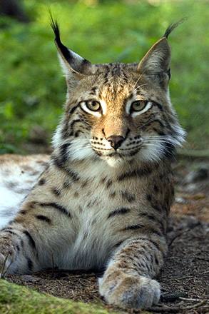 The Eurasian Lynx with tufted ears