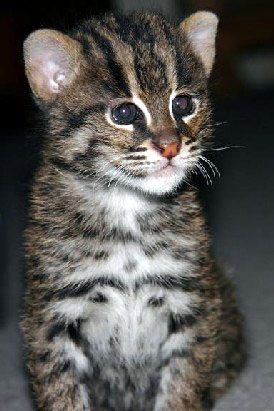 The fishing cat has webbed feet