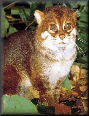 The Flat Headed cat lives in eastern Asia