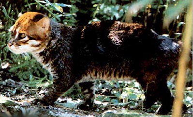 The Flat Headed cat lives in eastern Asia