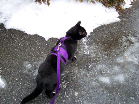 Happy Kitten Modeling Purple Cat Walking Jacket Special Harness for Leash Training Your Kitty!