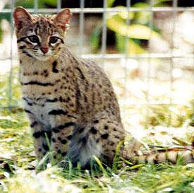 The Geoffreys Cat comes in many color variations