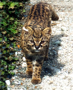 Guigna Chilean Cat