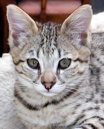 Foothill Felines Savannah kitten