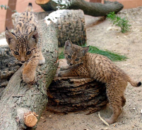 The Iberian Lynx, Spanish Lynx, Lynx pardinus, with tufted ears