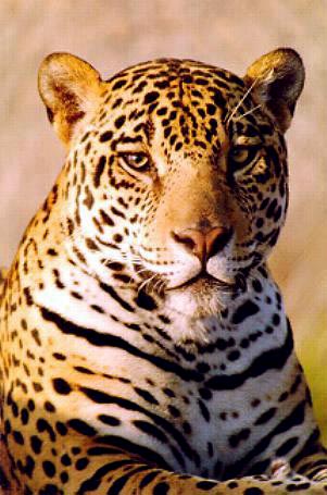 The Jaguar, one of the four big cats in the panthera genus