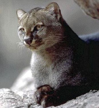 The Jaguarundi