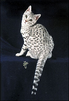 Beautiful Spooky Spots, silver spotted Savannah female kitten with the African Serval ancestry and type at 8 weeks old!