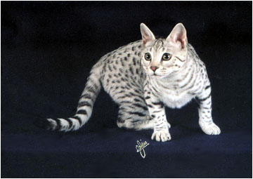 Foothill Felines Spooky Spots, an F3 generation silver spotted Savannah queen