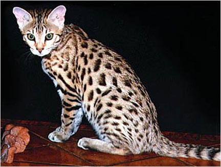 small leopard looking cat