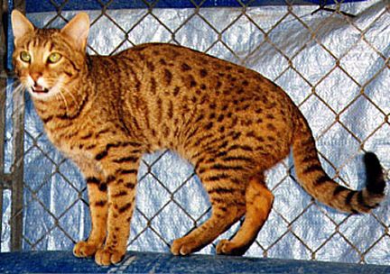 Junglebook Butterfly Dancer, a gorgeous F3 Bengal foundation queen whose great-grandfather was an Asian Leopard Cat