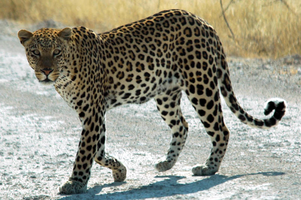 African Leopards are the most common of the leopard family, and an important member of the big cats.