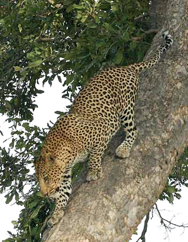 African Leopards are the most common of the leopard family, and an important member of the big cats.