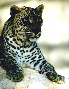 Arabian Leopards are critically endangered, so close to extinction, and an important member of the big cats.