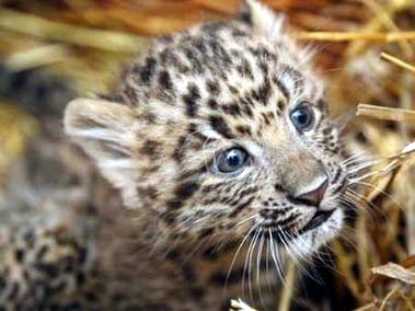 North China leopards, or Chinese leopards, are an extremely endangered species of leopard in Malaysia, and an important member of the big cats.