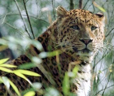 North China leopards, or Chinese leopards, are an extremely endangered species of leopard in Malaysia, and an important member of the big cats.