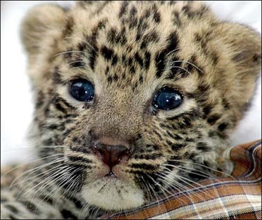 Indian leopards are an extremely endangered species of leopard in Malaysia, and an important member of the big cats.