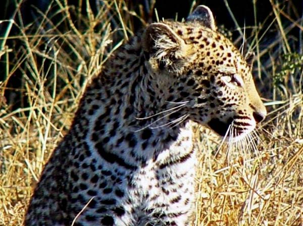 Indo-chinese leopards are an extremely endangered species of leopard in Malaysia, and an important member of the big cats.