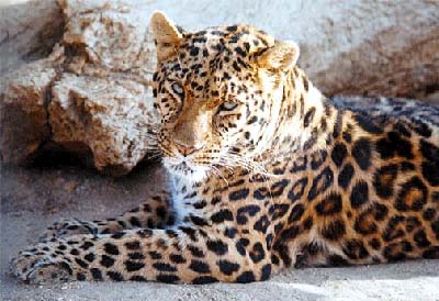 North China leopards, or Chinese leopards, are an extremely endangered species of leopard in Malaysia, and an important member of the big cats.