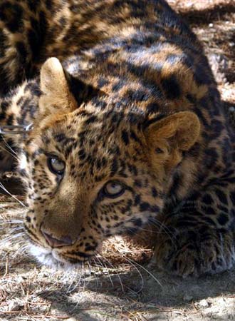 North China leopards, or Chinese leopards, are an extremely endangered species of leopard in Malaysia, and an important member of the big cats.