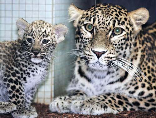 Persian Leopards are an extremely endangered species of leopard in Asia, and an important member of the big cats.