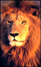 The Wild Cats - the Lion, King of Beasts