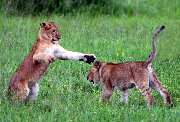 African lions are beautiful but extremely rare in the wild.