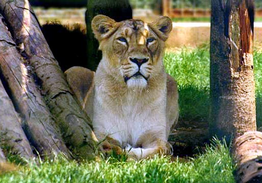 Asian lions are beautiful but extremely rare in the wild.