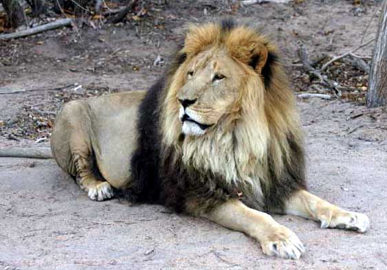 Barbary lions were thought to be extinct; however, there may be some lions with Barbary blood.