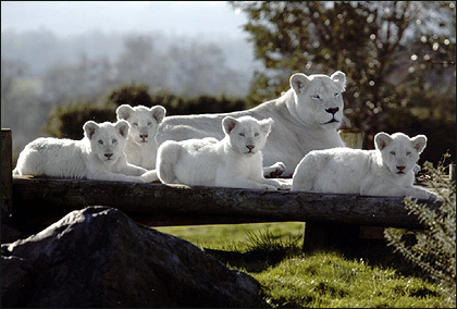 White lions are beautiful but extremely rare in the wild, and are not albino cats.